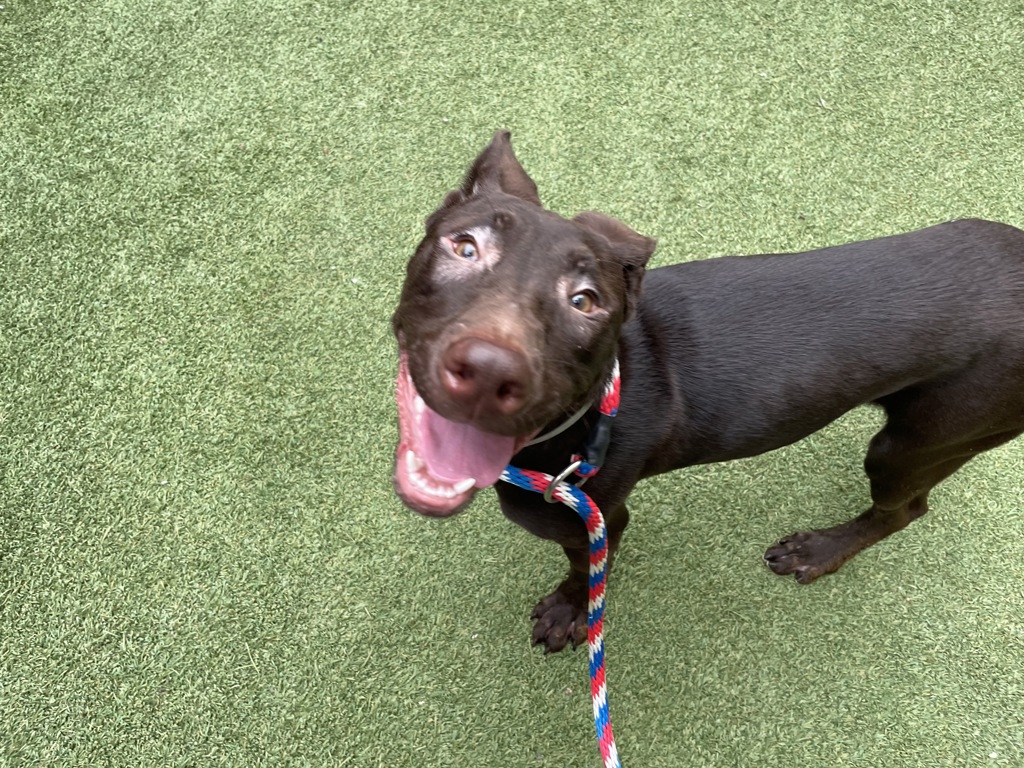 Shelter Stray Female Dog last seen Near Street, NEW YORK, NY, 10029, 326 E 110th St, New York, NY 10029, USA