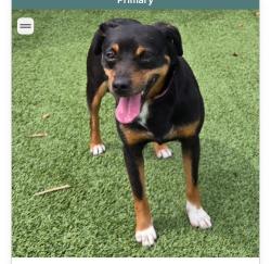 Reunited Female Dog last seen Camp Jordan, East Ridge, TN 37412