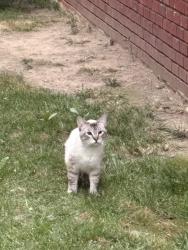 Found/Stray Male Cat last seen Snow and Ridge Road Polish Village area, Parma, OH 44129