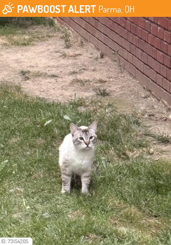 Found/Stray Male Cat last seen Snow and Ridge Road Polish Village area, Parma, OH 44129