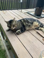 Found/Stray Female Cat last seen Overlanders school, Edmonton, AB T5A 4M1