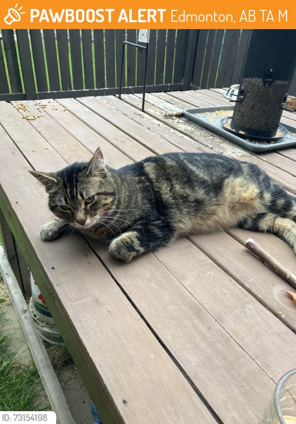 Found/Stray Female Cat last seen Overlanders school, Edmonton, AB T5A 4M1
