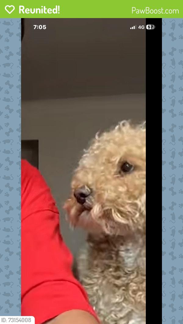 Reunited Male Dog last seen Aspiri primary school roads, Piara Waters, WA 6112