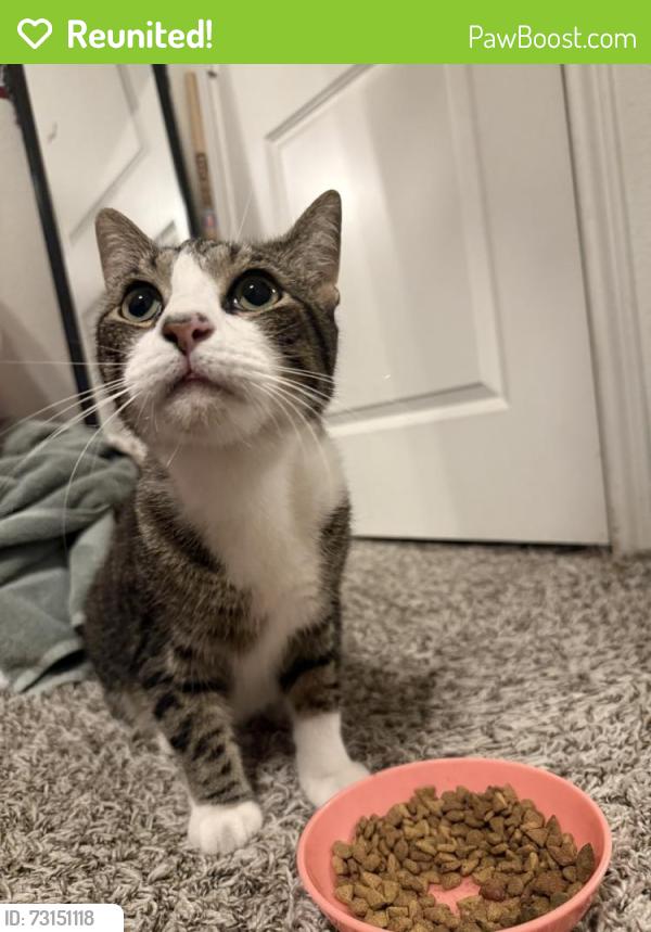 Reunited Unknown Cat last seen Near 1st St, Sanger, TX 76266, USA, Sanger, TX 76266