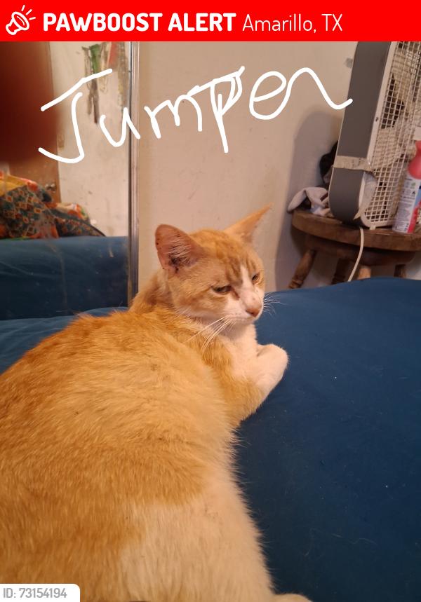 Lost Male Cat last seen Morning Dr., Amarillo, TX 79108