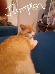 Lost Male Cat last seen Morning Dr., Amarillo, TX 79108