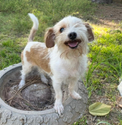 Lost Male Dog last seen Chestnut, Lufkin, TX 75901