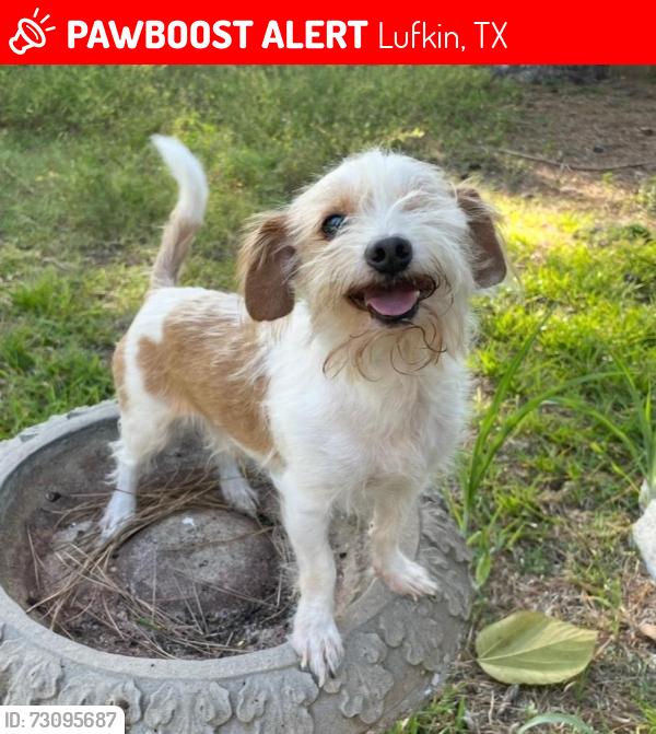 Lost Male Dog last seen Chestnut, Lufkin, TX 75901