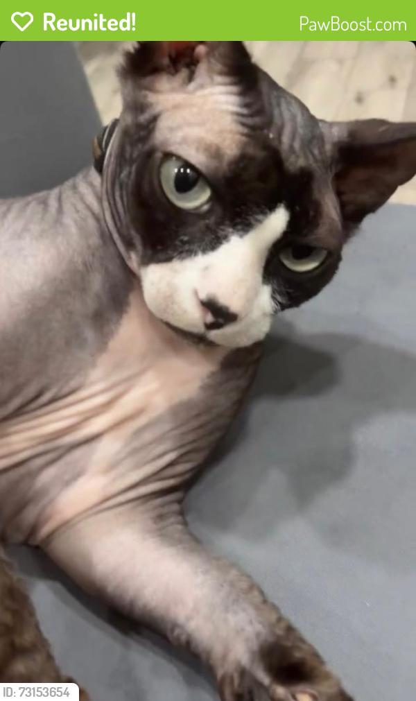 Reunited Male Cat last seen Palm and Johnson, Pembroke Pines, FL 33024
