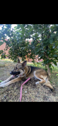Lost Female Dog last seen Mt Vernon Ave, San Bernardino, CA 92411