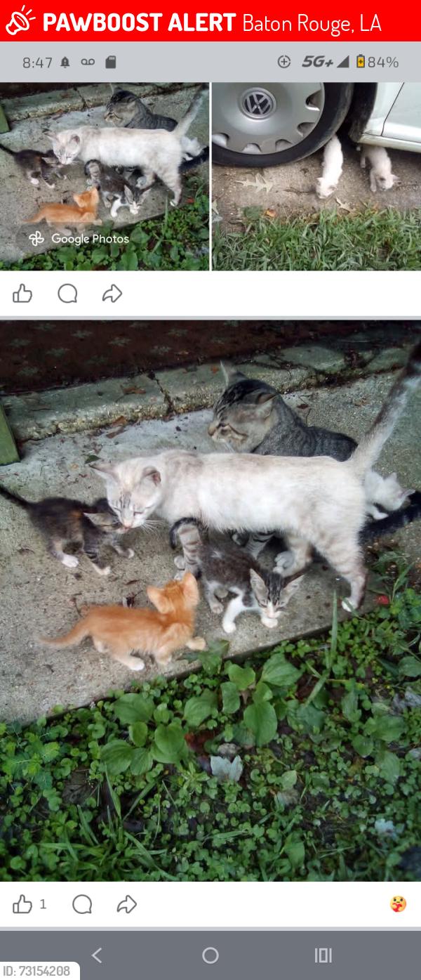 Lost Female Cat last seen Sherwood Forest And I 12, Baton Rouge, LA 70816