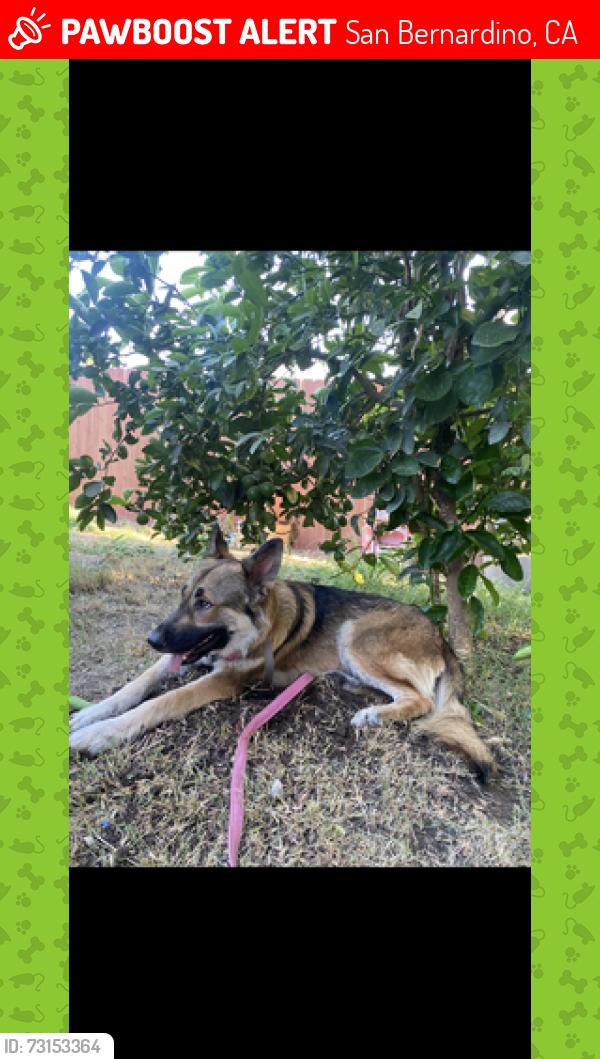Lost Female Dog last seen Mt Vernon Ave, San Bernardino, CA 92411