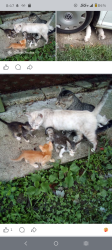 Lost Female Cat last seen Sherwood Forest And I 12, Baton Rouge, LA 70816