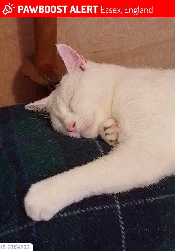 Lost Female Cat last seen Fleetwood and Hilldaville SS0, Essex, England 