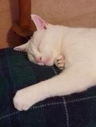 Lost Female Cat last seen Fleetwood and Hilldaville SS0, Essex, England 