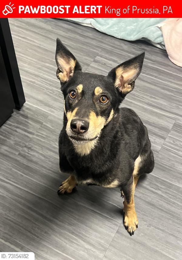 Lost Male Dog last seen King Carpet (business) / Dekalb Pike / 7 mins away from BARK U Dog boarding facility, King of Prussia, PA 19405