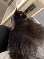 Reunited Female Cat last seen Pinegrove and Fourth Line, Oakville, ON 