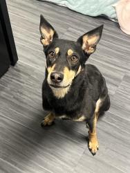 Lost Male Dog last seen King Carpet (business) / Dekalb Pike / 7 mins away from BARK U Dog boarding facility, King of Prussia, PA 19405