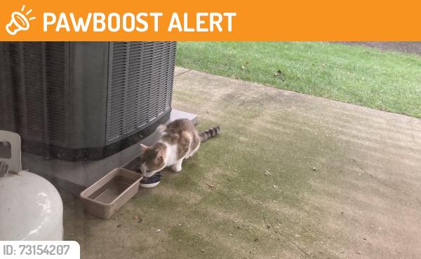 Found/Stray Unknown Cat last seen Ridgeview circle., Tredyffrin Township, PA 19312