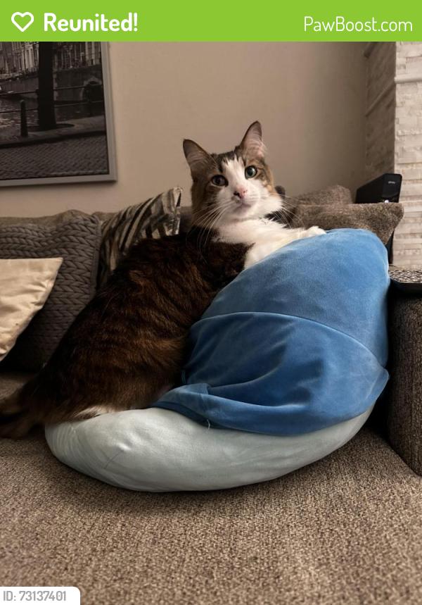Reunited Male Cat last seen Tidwell/Bingle, Houston, TX 77092