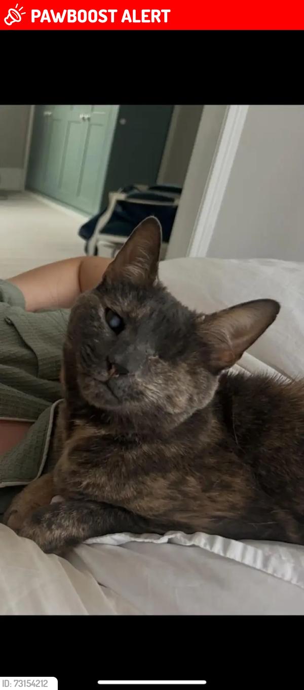 Lost Female Cat last seen School, Grove Park, England W4 3RU
