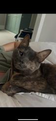 Lost Female Cat last seen School, Grove Park, England W4 3RU