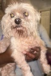 Reunited Male Dog last seen Curran, New Orleans, LA 70128