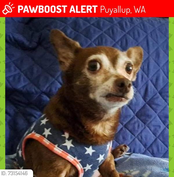 Lost Female Dog last seen 25th Ave se & wildwood elementary school, Puyallup, WA 98374