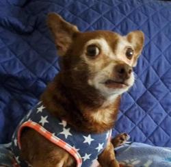 Lost Female Dog last seen 25th Ave se & wildwood elementary school, Puyallup, WA 98374