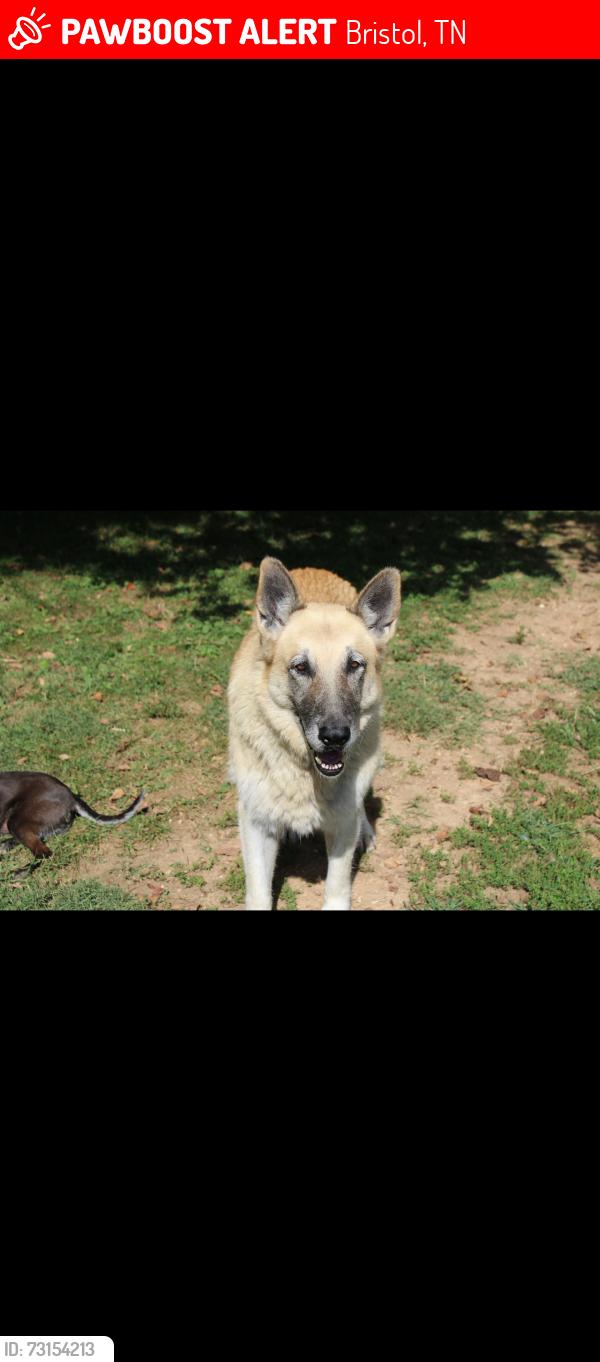 Lost Female Dog last seen Shell gas station on Volunteer parkway, Bristol, TN 37620