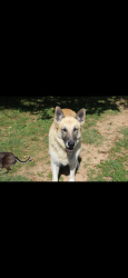 Lost Female Dog last seen Shell gas station on Volunteer parkway, Bristol, TN 37620