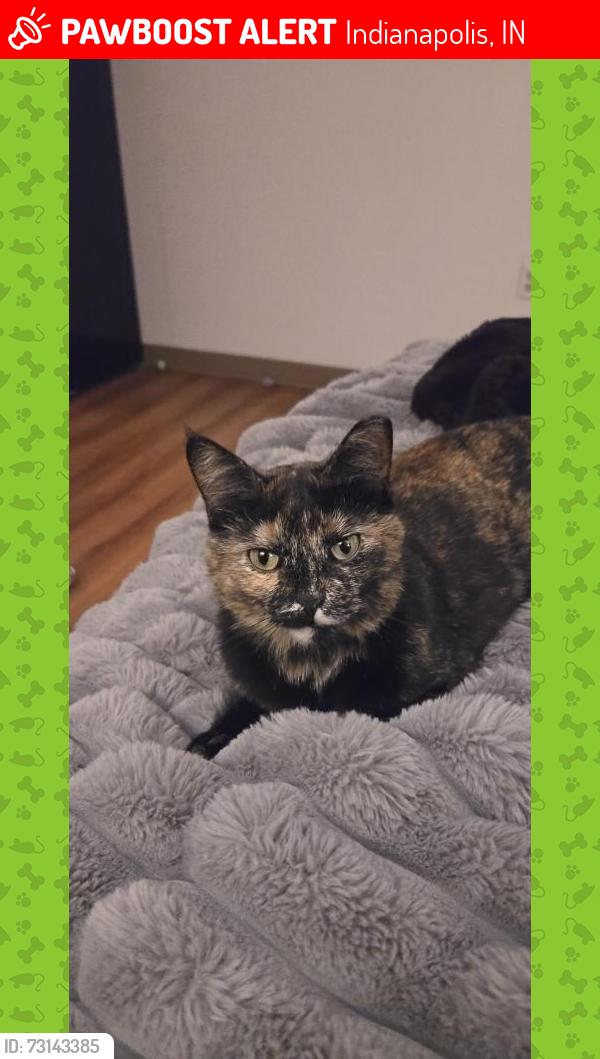 Lost Female Cat last seen Not sure, Indianapolis, IN 46204