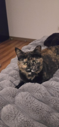Lost Female Cat last seen Not sure, Indianapolis, IN 46204