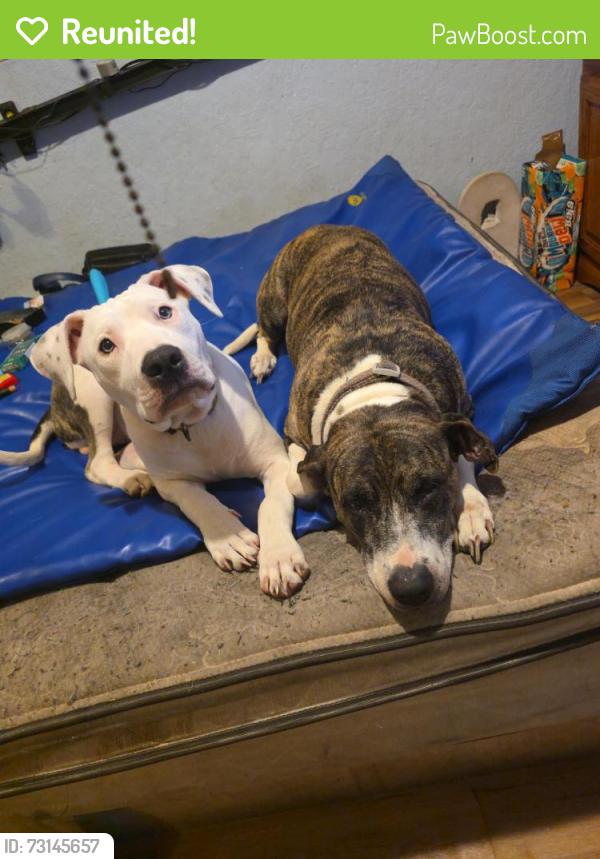 Reunited Female Dog last seen Gorege ct. And sparkman st, Melbourne, FL 32935