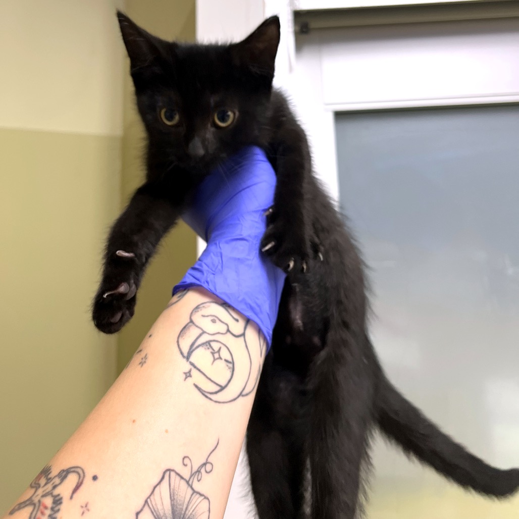 Shelter Stray Female Cat last seen , Animal Care & Control Team of Philly, 111 W Hunting Park Ave, Philadelphia, PA 19140, USA