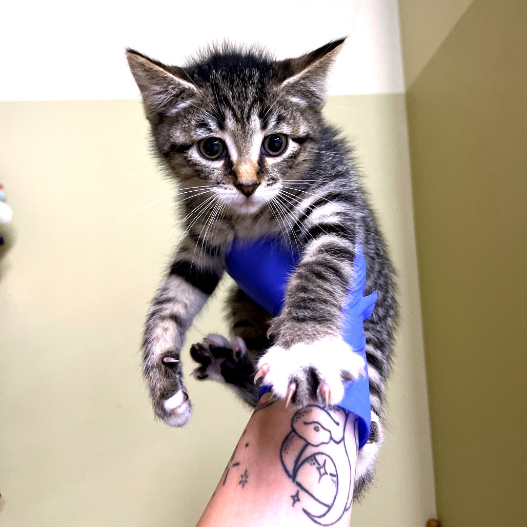 Shelter Stray Female Cat last seen , Animal Care & Control Team of Philly, 111 W Hunting Park Ave, Philadelphia, PA 19140, USA