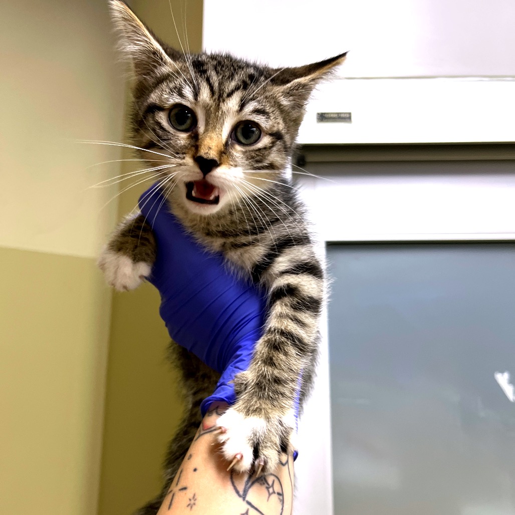 Shelter Stray Female Cat last seen , Animal Care & Control Team of Philly, 111 W Hunting Park Ave, Philadelphia, PA 19140, USA