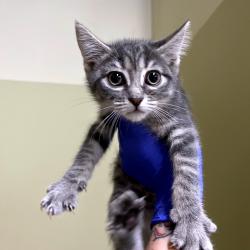 Shelter Stray Female Cat last seen , Animal Care & Control Team of Philly, 111 W Hunting Park Ave, Philadelphia, PA 19140, USA