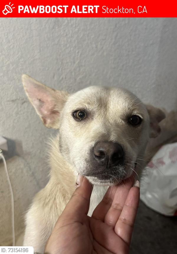Lost Female Dog last seen Thornton road & Davis road, Stockton, CA 95209