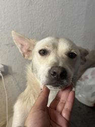Lost Female Dog last seen Thornton road & Davis road, Stockton, CA 95209