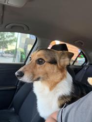 Reunited Male Dog last seen Smithfield acres - Payte LN, North Richland Hills, TX 76180