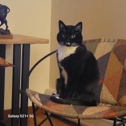 Reunited Male Cat last seen Hampden and Tamarac, Denver, CO 80237