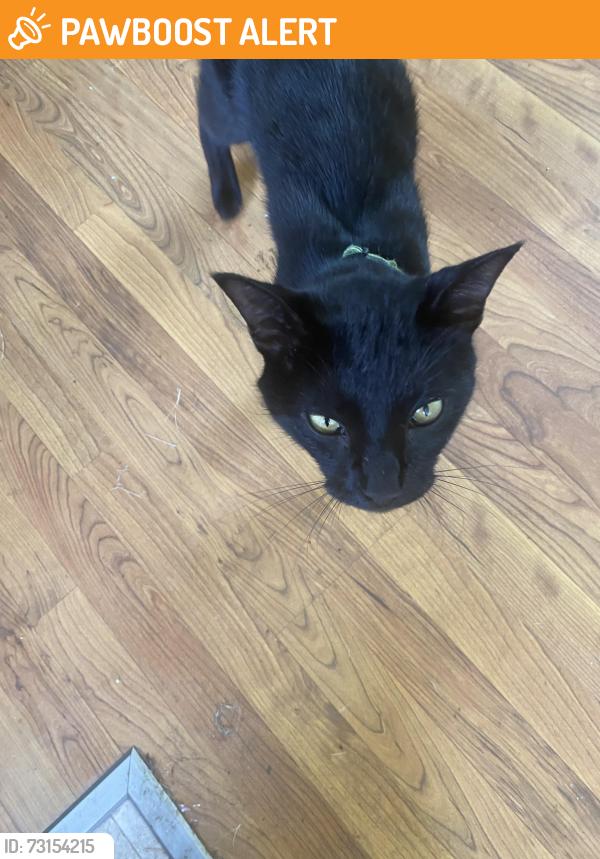 Found/Stray Unknown Cat last seen Ft. Graham and Moravec Lanr, McLennan County, TX 76640