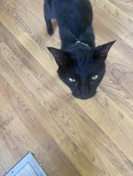Found/Stray Unknown Cat last seen Ft. Graham and Moravec Lanr, McLennan County, TX 76640