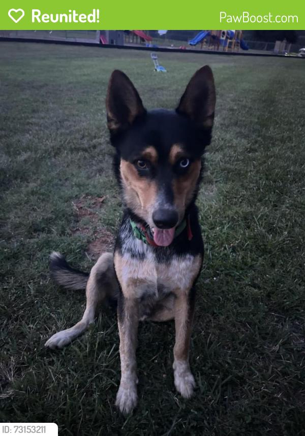 Reunited Male Dog last seen NC 61 Gibsonville nc, Gibsonville, NC 27244