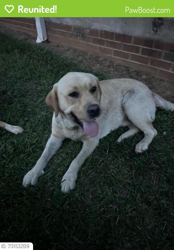 Reunited Male Dog last seen NC 61 Gibsonville,NC, Gibsonville, NC 27244