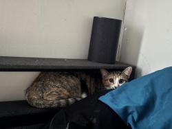 Reunited Female Cat last seen 3rd avenue s, Minneapolis, MN 55408