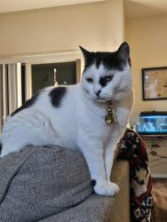 Lost Female Cat last seen Coal and Princeton Dr, Albuquerque, NM 87106