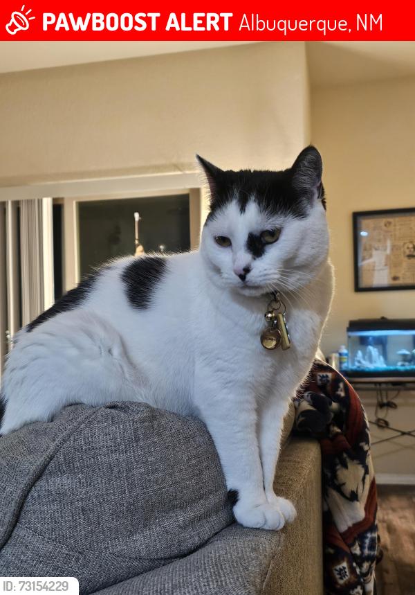 Lost Female Cat last seen Coal and Princeton Dr, Albuquerque, NM 87106