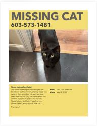 Lost Male Cat last seen Near Maryland Avenue, Manchester NH, Manchester, NH 03104